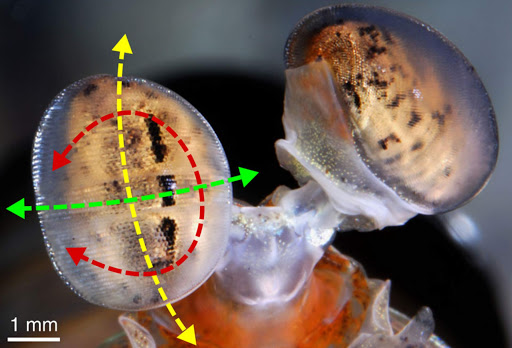 Os olhos do Stomatopoda