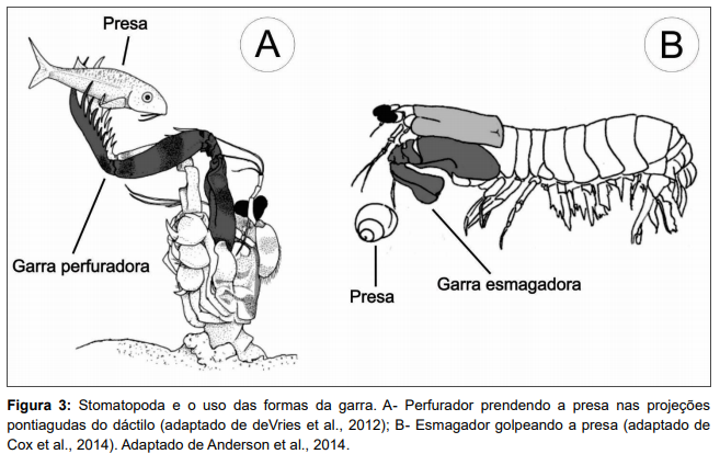 Tipos de garras do stomatopoda.